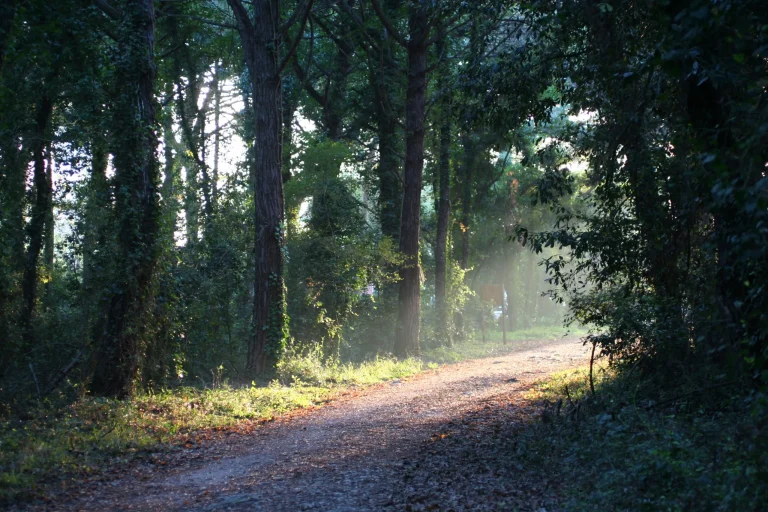 Foresta Demaniale del Circeo